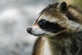 Raccoon face cute animal curiosity, alertness