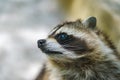 Raccoon face cute animal curiosity, head