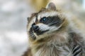 Raccoon face cute animal curiosity, wildlife