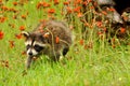 Raccoon in a field of orange flowers.