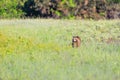 A raccoon foraging for breakfast in the early hours of the morning at Bald Knob Wildlife Refuge Royalty Free Stock Photo