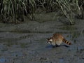 Foraging raccoon