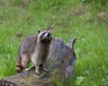 Wild raccoon wildlife standing forest tree stump Royalty Free Stock Photo