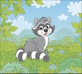 Raccoon on a forest edge