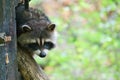 Raccoon furtively looks out of a small wooden house. Small predator of the forest