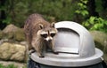 Raccoon on Garbage can Royalty Free Stock Photo