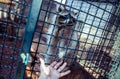 A raccoon giving a paw to photographer