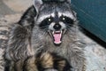 Raccoon Royalty Free Stock Photo