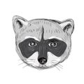 Raccoon Head Front Drawing