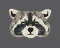 Raccoon head over monochrome background. Furry raccoon face looking straight.