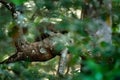 Raccoon hidden in green vegetation. Raccoon, Procyon lotor, hidden in the green forest vegetation in National Park Manuel Antonio Royalty Free Stock Photo