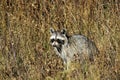 Raccoon Hiding in the Grass