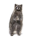 Raccoon on hind legs, isolated