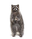 Raccoon on hind legs looking at the camera, isolated