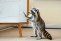 A raccoon holds a marker at a whiteboard, looking as if it's explaining a concept or teaching.
