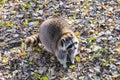 Raccoon in the leaves