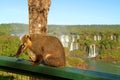 Raccoon-like Creatures Called Coati found at Iguazu Falls National Park, Foz do Iguacu, Brazil, South America