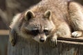 Raccoon on a log. Royalty Free Stock Photo