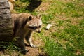 Raccoon on a log. Royalty Free Stock Photo