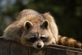 Raccoon on a log. Royalty Free Stock Photo