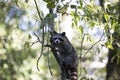 Raccoon Looking Down