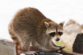 Raccoon looking for food in trash Royalty Free Stock Photo