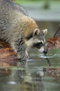 Raccoon looking for foot by the water in winter time