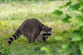 A striped tail and a mask are a raccoon\'s distinctive markings.