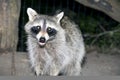 Raccoon at night Royalty Free Stock Photo
