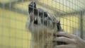 Raccoon nosuh scratch through cell he yawns