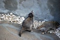 Raccoon in the open-air cage, in Moscow Zoo. Genus of predatory mammals of family of enotovy.