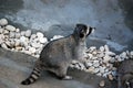 Raccoon in the open-air cage, in Moscow Zoo. Genus of predatory mammals of family of enotovy.