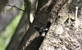 Raccoon Peeking Out a Hole in a Tree