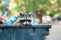 Raccoon peeking from a trash bin among discarded items Royalty Free Stock Photo