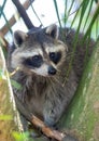 Raccoon peering out from behind the tall branches of a tree Royalty Free Stock Photo