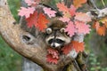 Raccoon peering out from branches