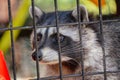 Raccoon peering out through the metal bars of its enclosure, looking out with curiosity.