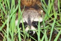 Raccoon Peering Through Vegetation
