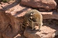 Raccoon playing on the red rocks