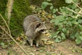 A raccoon plays outside near the water