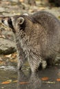 A raccoon plays outside on the water