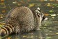 A raccoon plays outside on the water