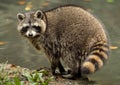 A raccoon plays outside on the water