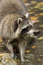 A raccoon plays outside on the water