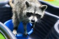 Raccoon plays with water Royalty Free Stock Photo