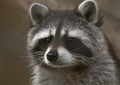 Raccoon portrait Royalty Free Stock Photo