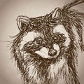 Raccoon portrait forest hand drawing vintage