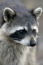 Raccoon, Procyon lotor