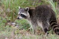 Raccoon, Procyon lotor Royalty Free Stock Photo