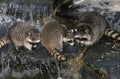 Raccoon, procyon lotor, Adult crossing River Royalty Free Stock Photo